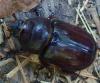 Oryctes nasicornis